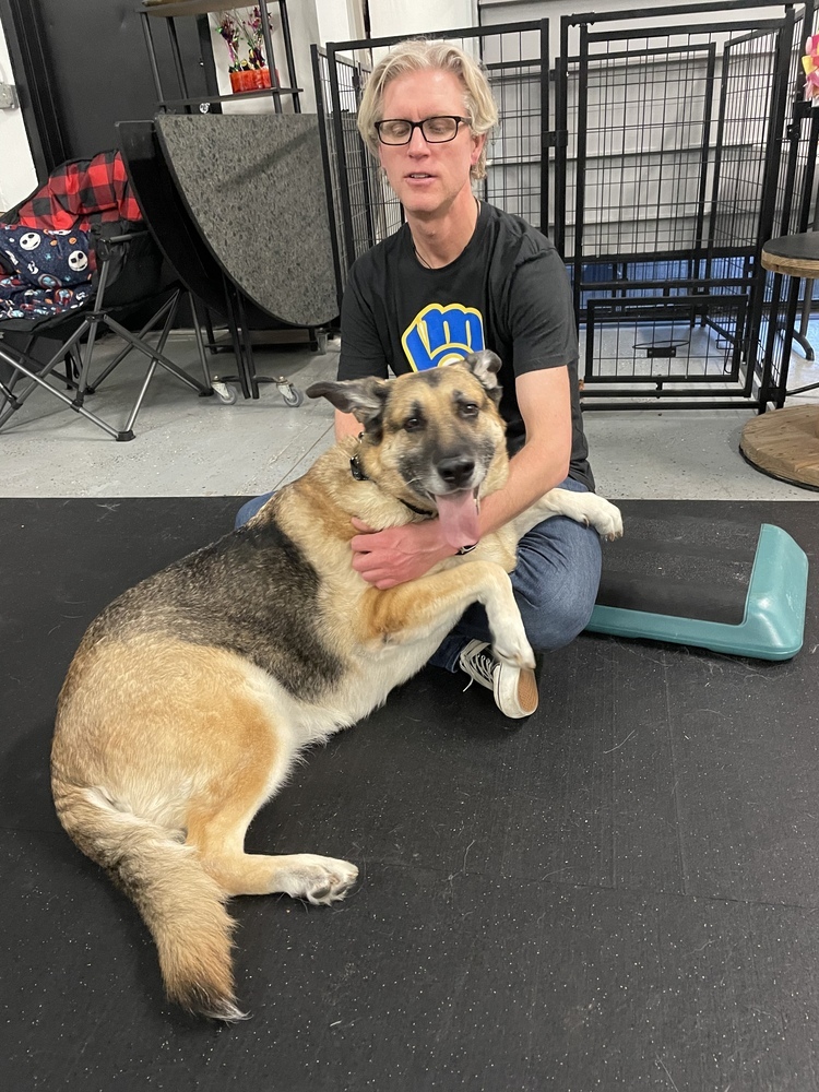 Trudy, an adoptable German Shepherd Dog in Suamico, WI, 54173 | Photo Image 2