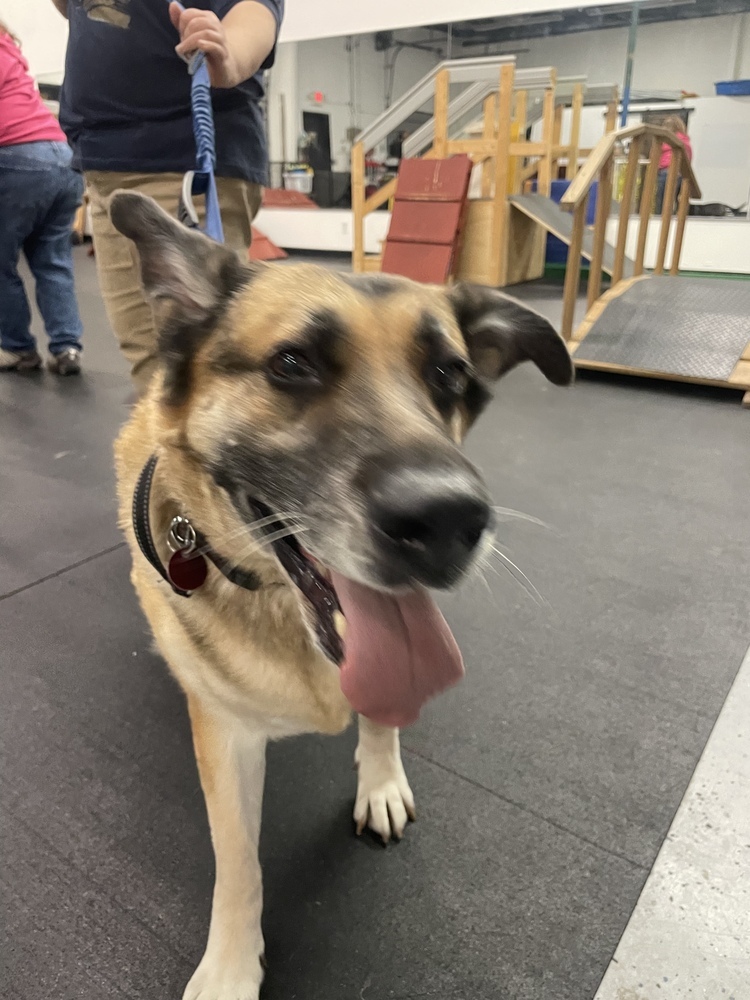 Trudy, an adoptable German Shepherd Dog in Suamico, WI, 54173 | Photo Image 3