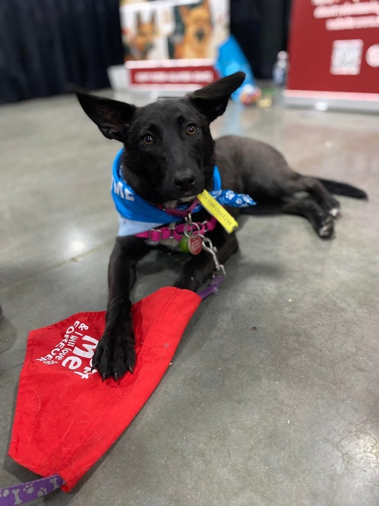 Ebony, an adoptable German Shepherd Dog in Suamico, WI, 54173 | Photo Image 1