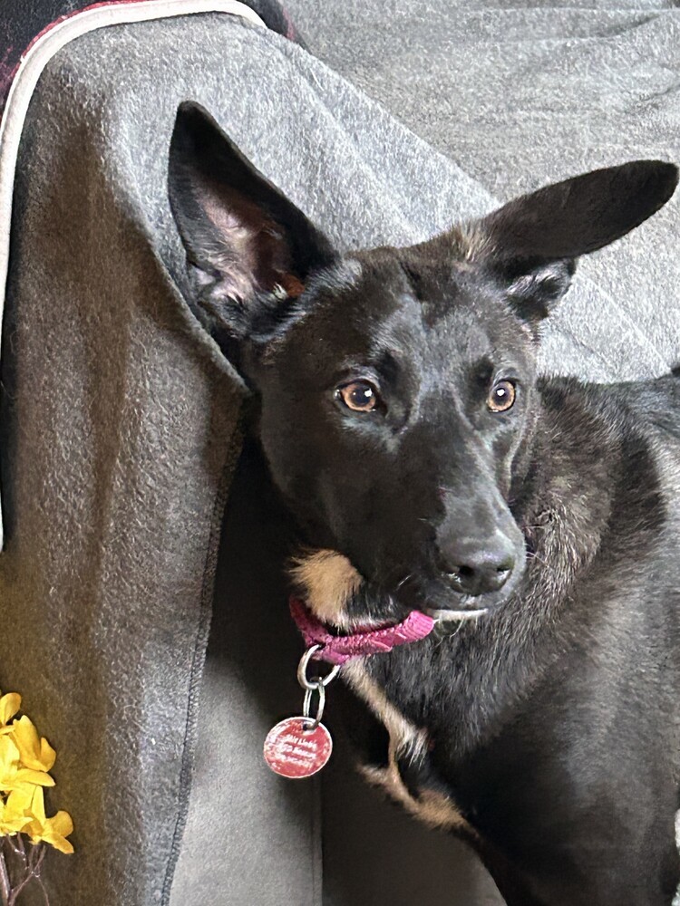 Ebony, an adoptable German Shepherd Dog in Suamico, WI, 54173 | Photo Image 2