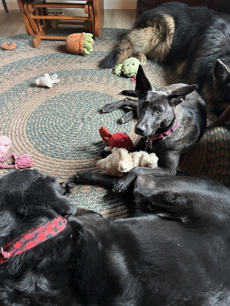 Ebony, an adoptable German Shepherd Dog in Suamico, WI, 54173 | Photo Image 3