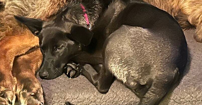 Ebony, an adoptable German Shepherd Dog in Suamico, WI, 54173 | Photo Image 4