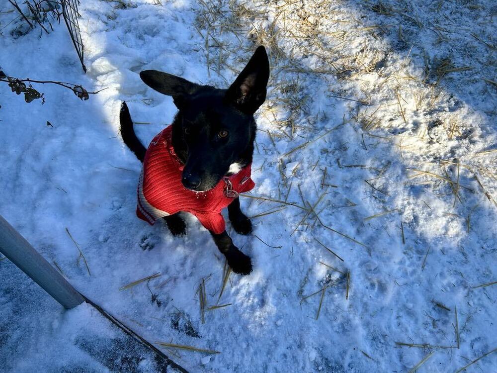 Ebony, an adoptable German Shepherd Dog in Suamico, WI, 54173 | Photo Image 5