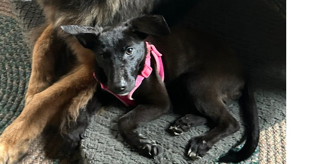 Ebony, an adoptable German Shepherd Dog in Suamico, WI, 54173 | Photo Image 6