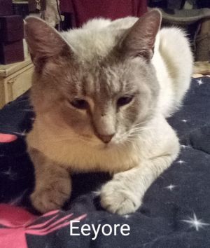 Eeyore, Adult Male Domestic Short Hair