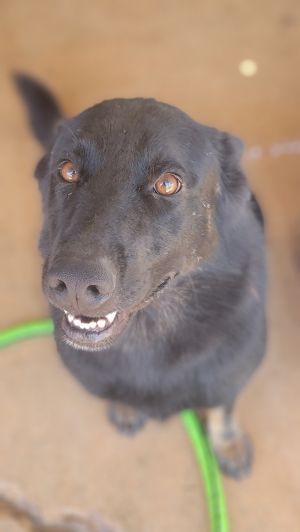 Rio, Adult Male unknown