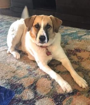 Mia, Adult Female unknown