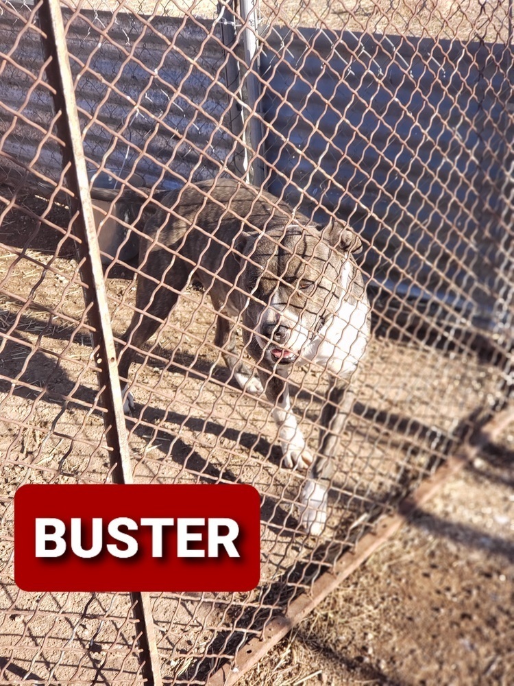 Buster