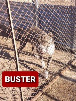 Buster, Adult Male unknown