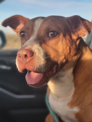 Jilly, Adult Female unknown