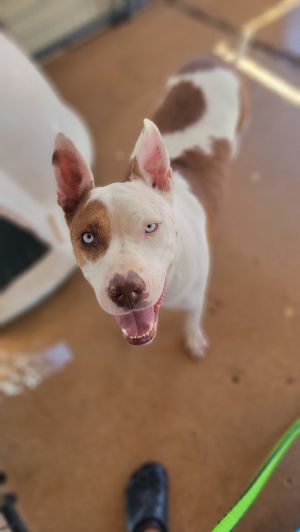 Teddy, Adult Male Pit Bull Terrier