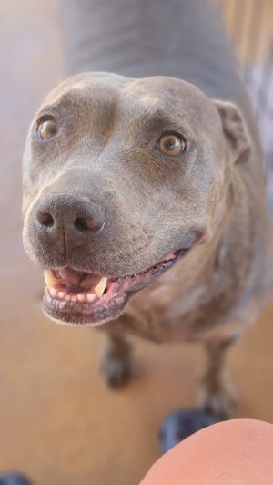 Macy Grey, Adult Female unknown