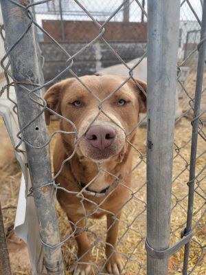 Ridge, Adult Male Labrador Retriever