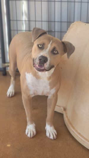 Chance, Adult Male Pit Bull Terrier