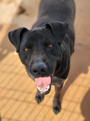 Jackson, Adult Male unknown