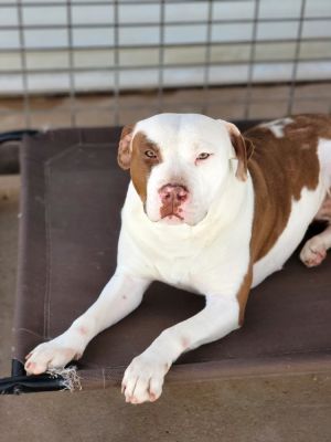 Ruby, Adult Female unknown