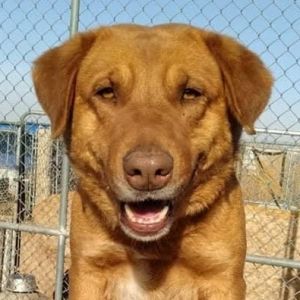 Beau, Adult Male unknown