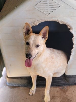 Dixie, Adult Female unknown