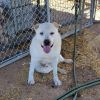 Koda photo 2