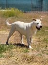 Koda photo 3