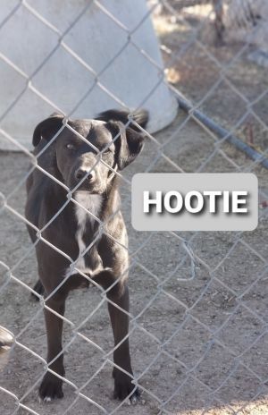 Hootie, Adult Male unknown