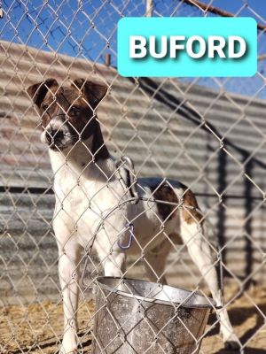 Buford, Adult Male unknown