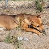 Nelly photo 2