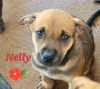 Nelly photo 6