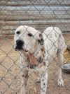 Spots photo 2
