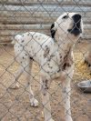 Spots photo 3