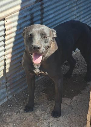 Suzy, Adult Female unknown