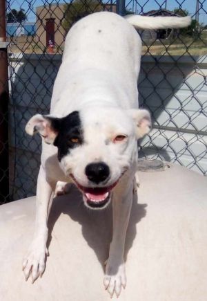Spanky, Young Female unknown