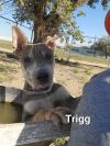 Trigg photo 4