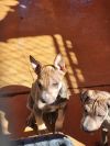 Trigg photo 6