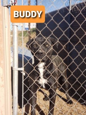 Buddy, Adult Male unknown