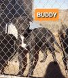 Buddy photo 2