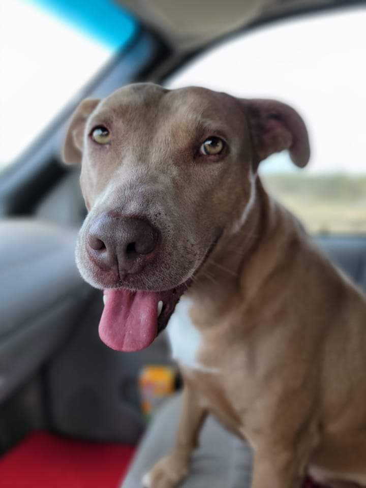Daisy
