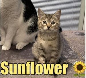 Sunflower, Young Female American Shorthair