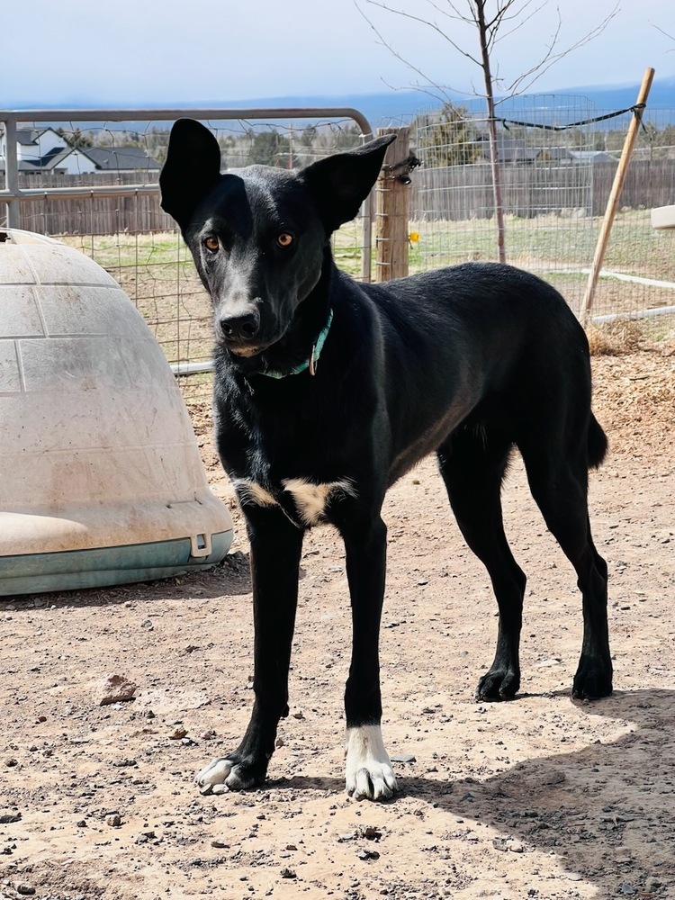 Frank, an adoptable Shepherd, Labrador Retriever in Bend, OR, 97701 | Photo Image 2