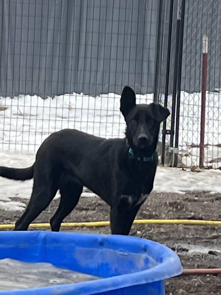 Frank, an adoptable Shepherd, Labrador Retriever in Bend, OR, 97701 | Photo Image 3