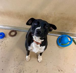 Jaxx, Young Male Husky