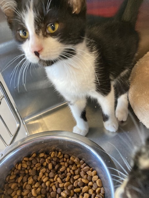 Chef, an adoptable Domestic Short Hair in Oakdale, CA, 95361 | Photo Image 1