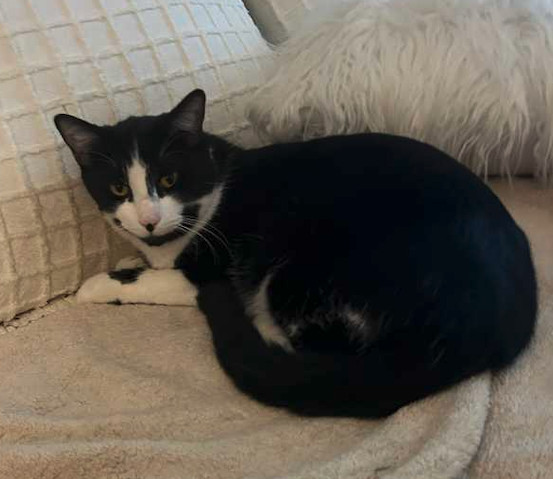 Chef, an adoptable Domestic Short Hair in Oakdale, CA, 95361 | Photo Image 2