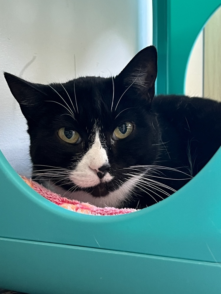 Cherry, an adoptable Domestic Short Hair in Oakdale, CA, 95361 | Photo Image 1