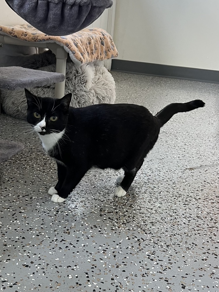 Cherry, an adoptable Domestic Short Hair in Oakdale, CA, 95361 | Photo Image 2