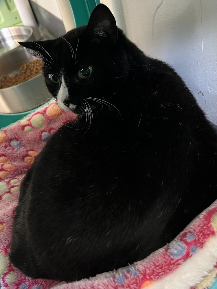 Cherry, an adoptable Domestic Short Hair in Oakdale, CA, 95361 | Photo Image 3