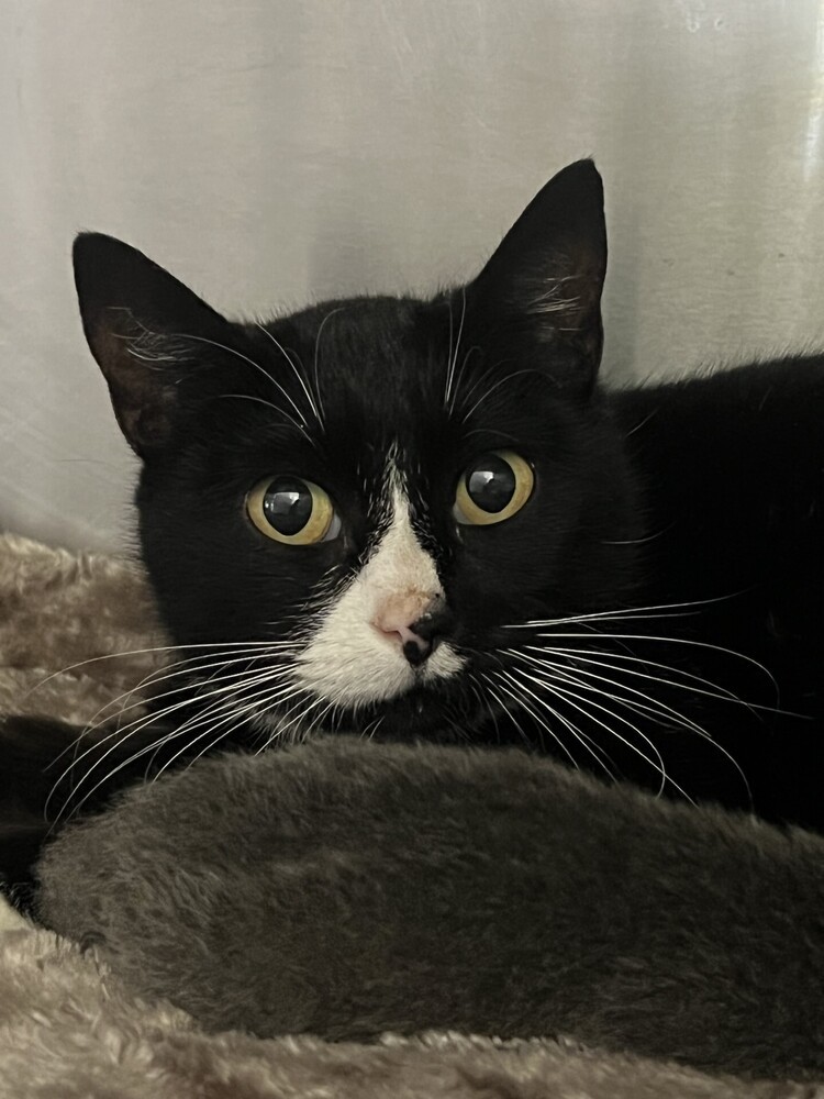 Cherry, an adoptable Domestic Short Hair in Oakdale, CA, 95361 | Photo Image 4