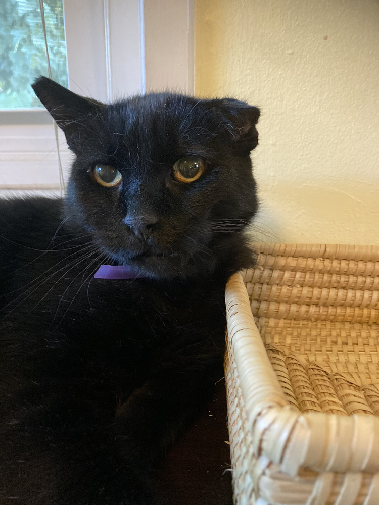 Crinkle Cole, an adoptable Domestic Short Hair in Oakdale, CA, 95361 | Photo Image 1