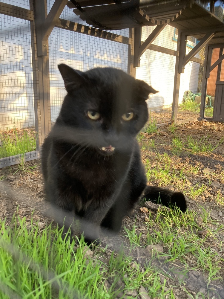 Crinkle Cole, an adoptable Domestic Short Hair in Oakdale, CA, 95361 | Photo Image 2
