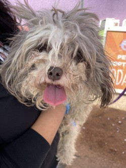 57107367, an adoptable Havanese, Mixed Breed in El Paso, TX, 79906 | Photo Image 1